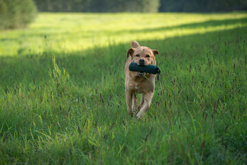 Wall Mural - Beautiful labrador retriever carrying a training dummy in its mouth.