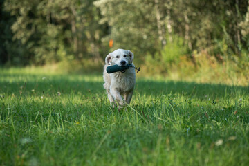 Wall Mural - Beautiful golden retriever dog carrying a training dummy in its mouth.