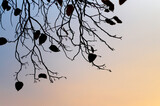 Fototapeta Motyle - branches and leaves of a tree in winter