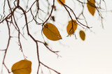 Fototapeta Motyle - autumn leaves and branch on white background