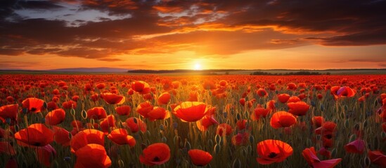 Sticker - A field of red poppies in an ecoregion, with the sun shining through the clouds at sunset, casting an orange afterglow on the petals and grass