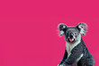 koala blanc et gris, bouche ouverte, gueule de face, corps de profil, sur un fond rose vif avec espace négatif copy space