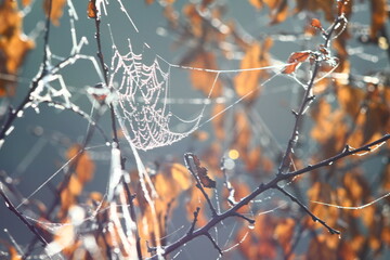 Wall Mural - autumn leaves in the wind
