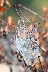 Wall Mural - spider web with dew drops