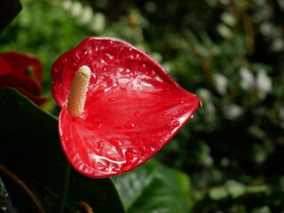 Wall Mural - Red Flower