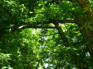 Wall Mural - green forest in the morning