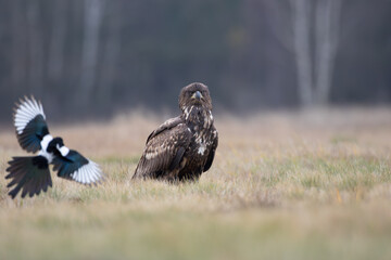 A white-tailed eagle sitting in a meadow looks at an approaching magpie