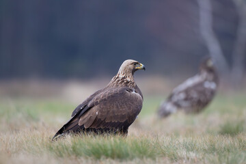 Golden eagle and white-tailed eagle in a meadow against the background of autumn birch