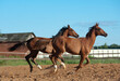 Beautiful young saddle horses running gallop