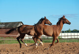Fototapeta  - Beautiful young saddle horses running gallop