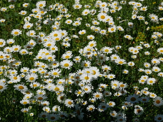 Wall Mural - Daisies