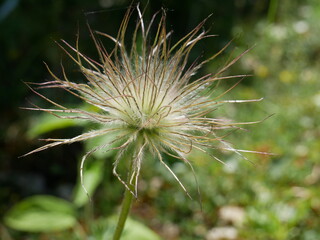 Wall Mural - Dandelion