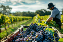 A Farmer Harvests Organic Purple Grapes Freshly Harvested Grapes. 