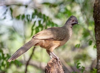 Wall Mural - Plain Chachalaca in a South Texas Woodland