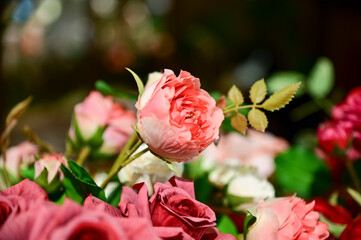 Wall Mural - Beautiful roses in the garden. Colorful roses decoration. Roses background. Flower and plant.