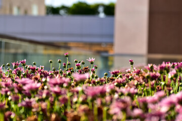 Wall Mural - Close-up of Pink Chrysanthemum flower in the garden with sunlight. Pink flowers in outdoors in the afternoon. Flower and plant.