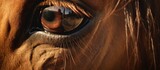 Fototapeta  - A closeup of a horses eye showcasing its long eyelashes, wrinkles, and whiskers. The eye is a window to the soul of this terrestrial animal often used as a working animal in art and literature