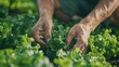 Close-up of hands of young Asian farmer tenderly tending green oak lettuce leaves