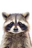 Fototapeta Zwierzęta - Cute Funny Raccoon Portrait on White Background