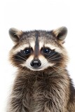 Fototapeta Zwierzęta - Cute Funny Raccoon Portrait on White Background