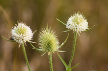 Closeup Of Three Green White Cutleaf Teasel Seeds With Blurred Background