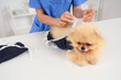 © Pixel-Shot - Female veterinarian putting recovery suit on Pomeranian dog after sterilization in clinic, closeup