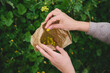© Taras Grebinets - Close-up hands of a young woman gathering herbs and plants for medical use, collecting flowers in a paper bag outdoors