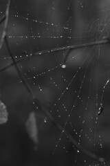Wall Mural - spider web with dew drops
