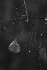 Wall Mural - rain on the window
