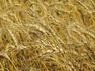 ripe spring wheat