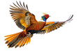 golden pheasant flying on isolated transparent background
