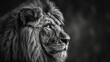 Löwe, eine Wildkatze in Afrika. Ein wildes Tier mit viel Kraft.