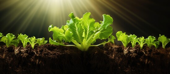 Wall Mural - Plant sprouting in soil under sunny sky