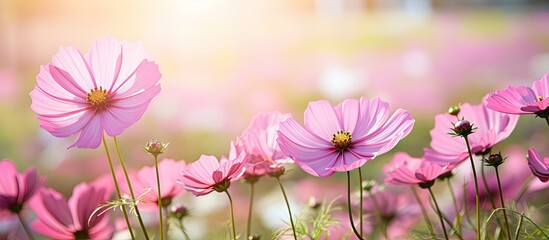 Canvas Print - Pink flowers blooming in sunlight