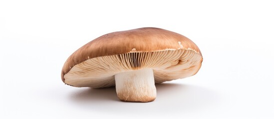 Poster - Shiitake mushroom on the ground