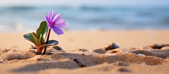 Poster - Purple flower growing on sandy beach