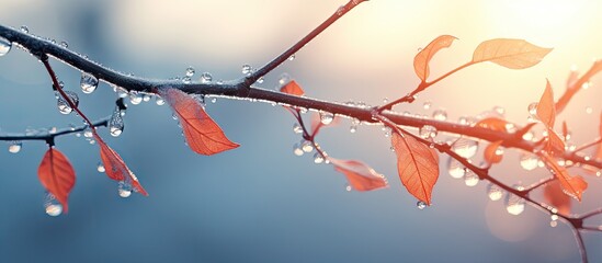 Poster - A branch with water droplets and a slice of cheese chiffon sponge cake on a white plate