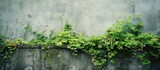 Fototapeta  - Green arafed plant growing on a cement wall