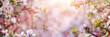 Blühende Kirschblüten Zweige als Rahmen mit Bokeh Hintergrund und Textfreiraum