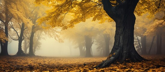 Poster - Foggy forest with trees shedding yellow leaves