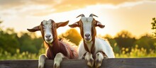 Two Goats Sit On Fence In Field