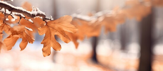 Poster - A branch with snowy leaves and selective focus on dried oak leaves in winter forest