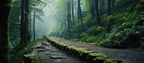 Fototapeta  - A stone pathway covered with moss in a forest
