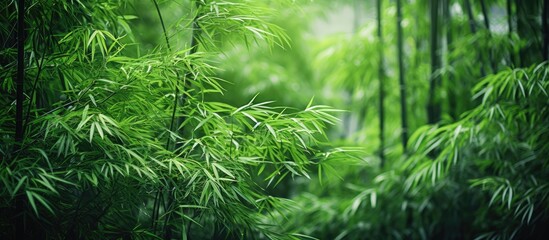 Poster - Close up of green bamboo tree in forest
