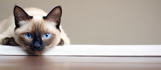 Aufkleber - A Siamese cat laying on a bed