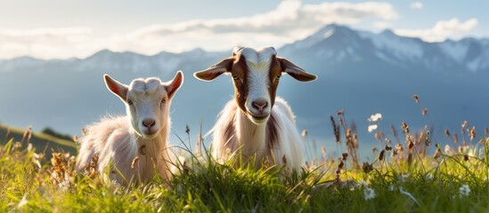 Poster - Two goats in a field with mountains in the background