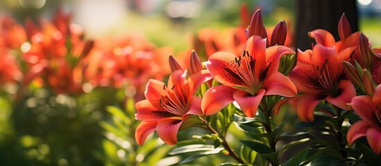 Poster - Many orange flowers in green grass field