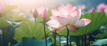 Lotus Flowers With Green Leaves In Bloom
