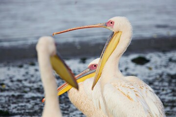 Pelikane am Strand