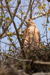 A Cooper's hawk (Accipiter cooperii) on its nest in Sarasota County, Florida